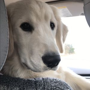 Meet your Posher, Maddison